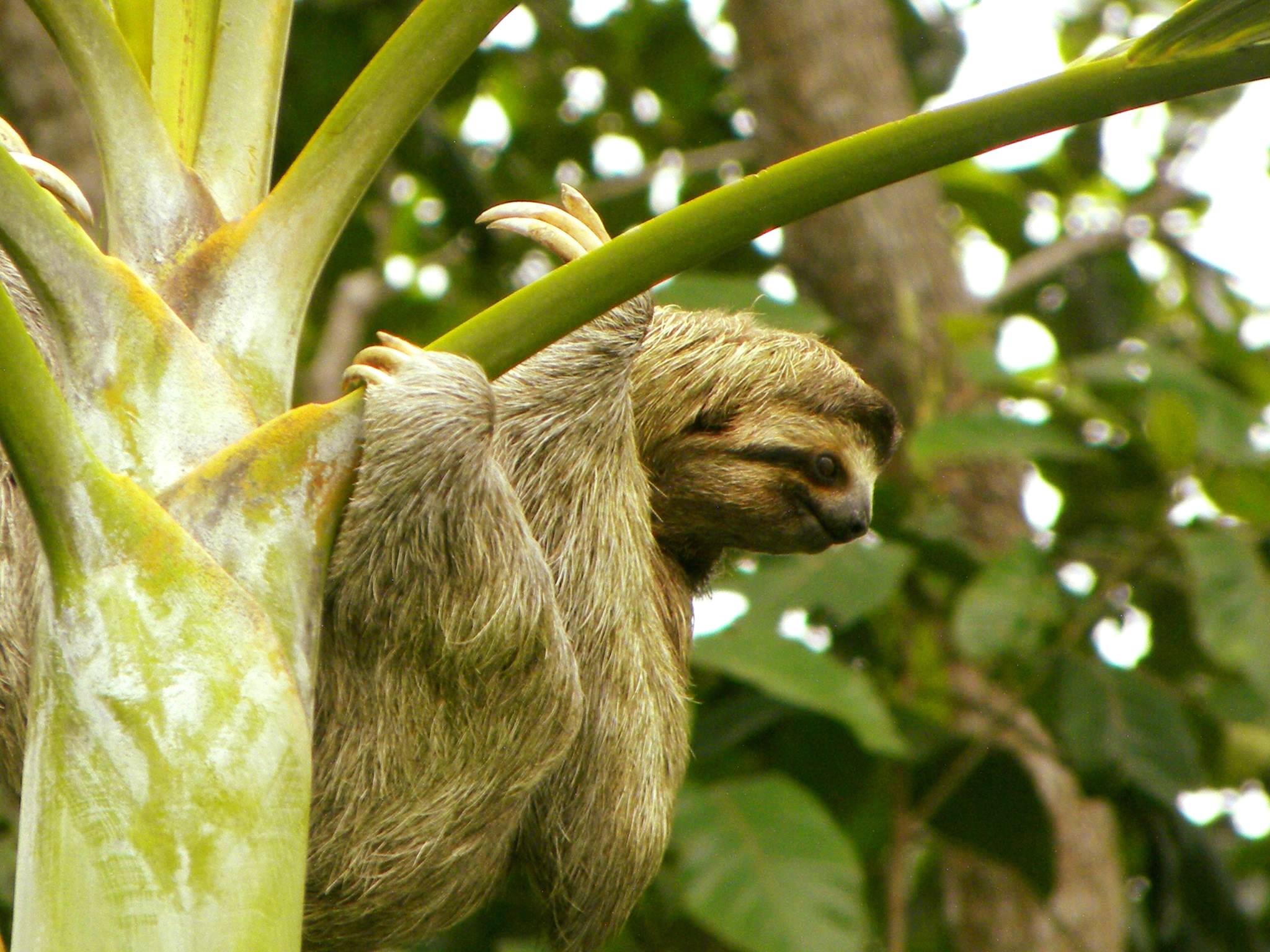 Discovering the Enchanting Sloths of Costa Rica: A Perfect Connection with Hotel Ocean Breeze in Ojochal
