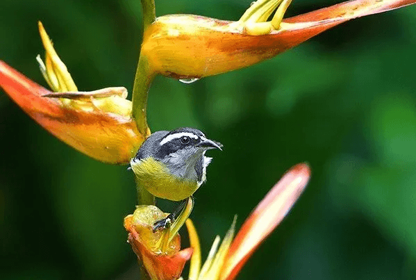 Birding & Nature Photography
