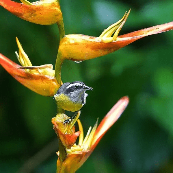 Hacienda Baru – National Wildlife Refuge