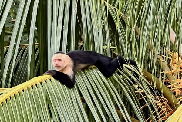 Capuchin Monkeys in Costa Rica