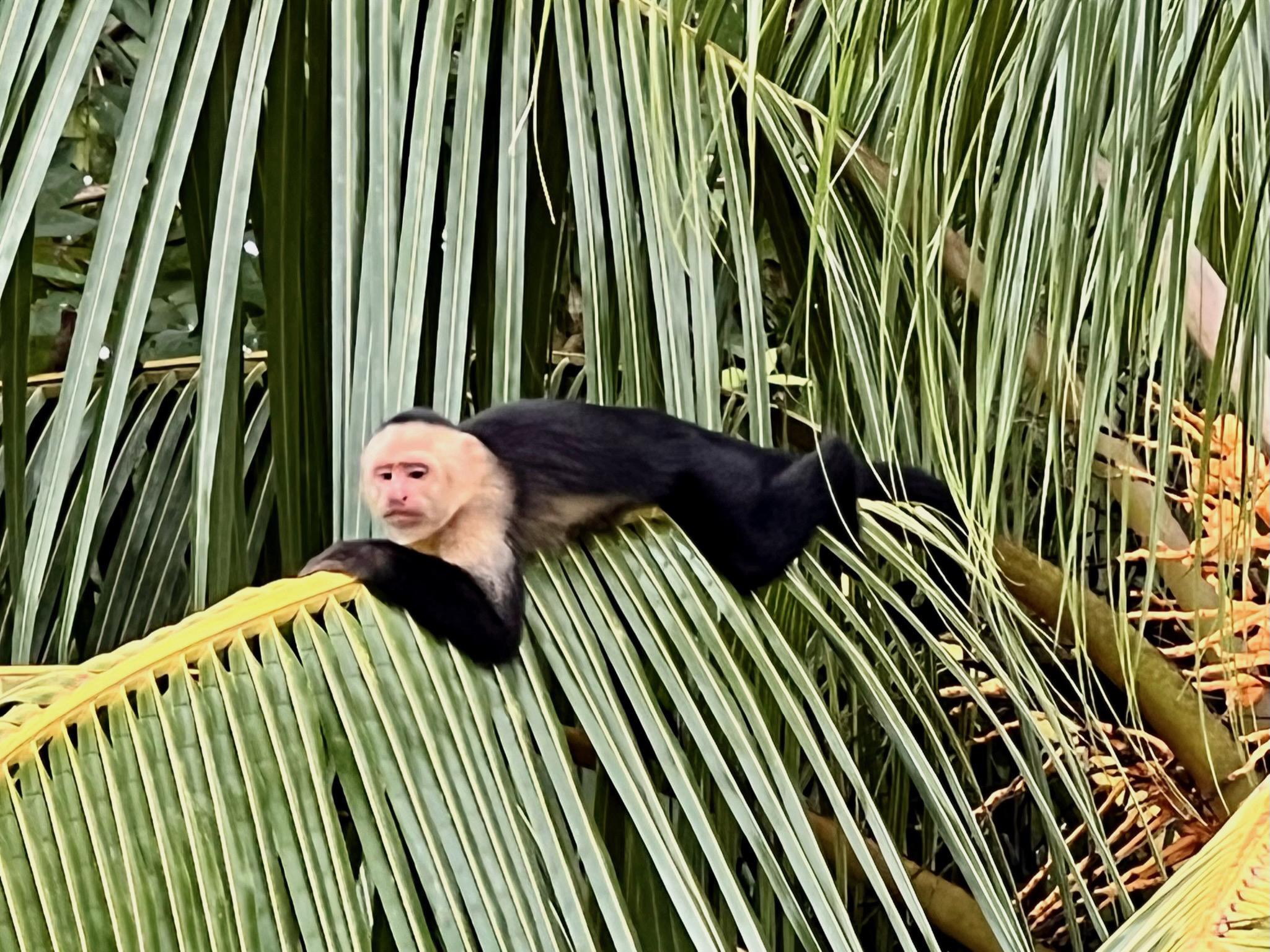 Capuchin Monkeys in Costa Rica