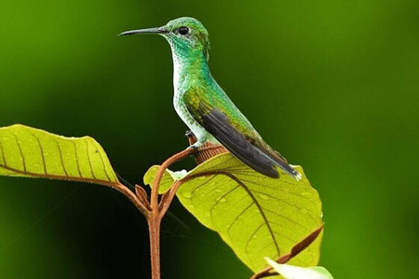 Birding & Nature Photography